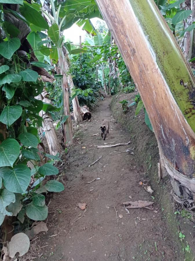 Alojamiento Rural Jardin Consentido Exterior foto
