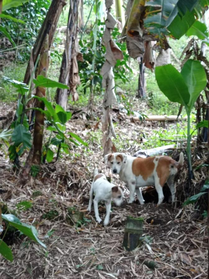 Alojamiento Rural Jardin Consentido Exterior foto