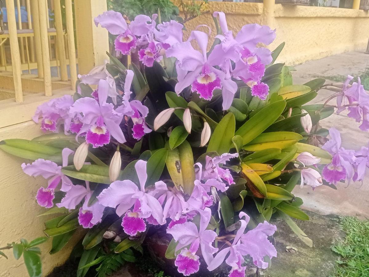 Alojamiento Rural Jardin Consentido Exterior foto